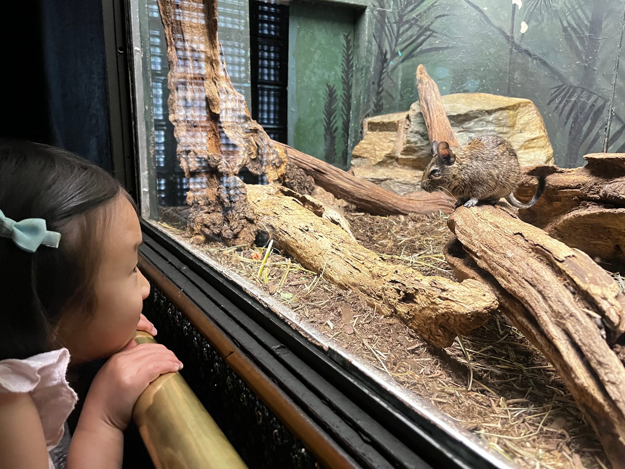 Little girl looking at a degu at Bronx Zoo Mouse House