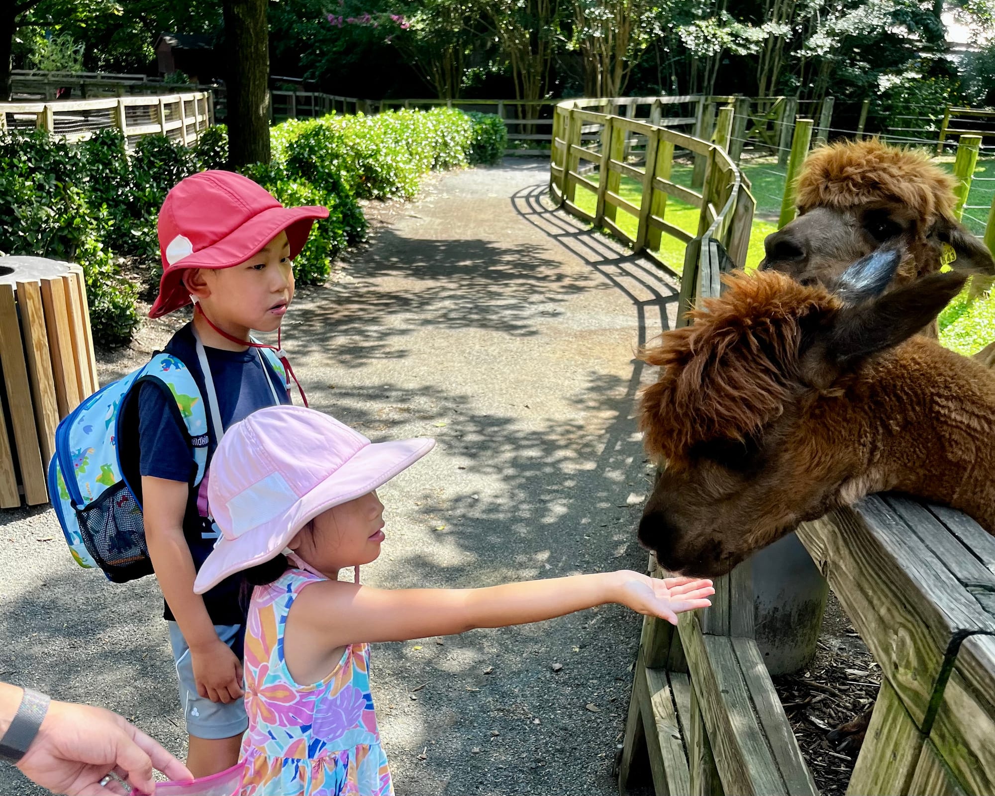 Kids Feeding Alpaca at the Queens Zoo