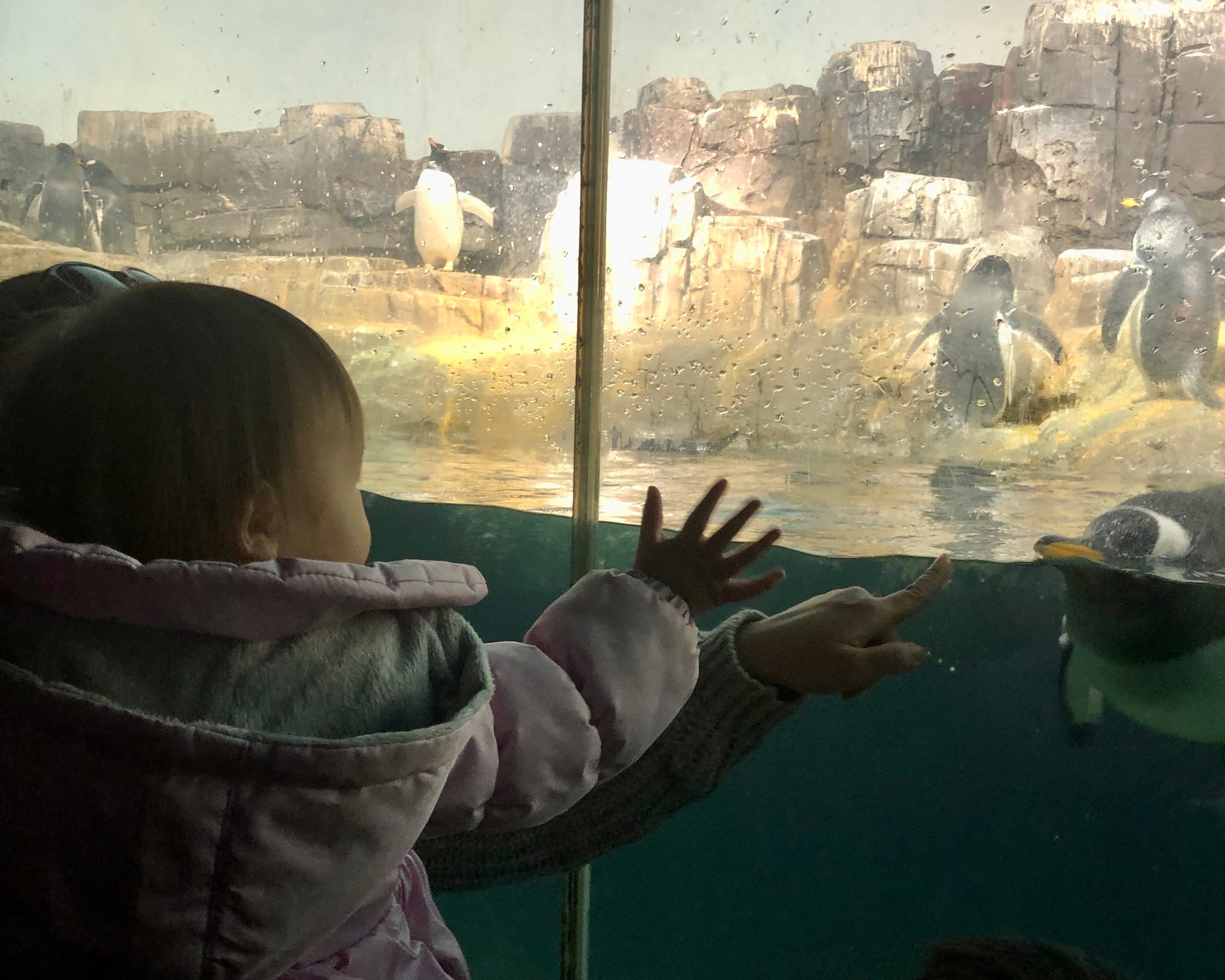 Toddler Visiting the penguins at Central Park Zoo