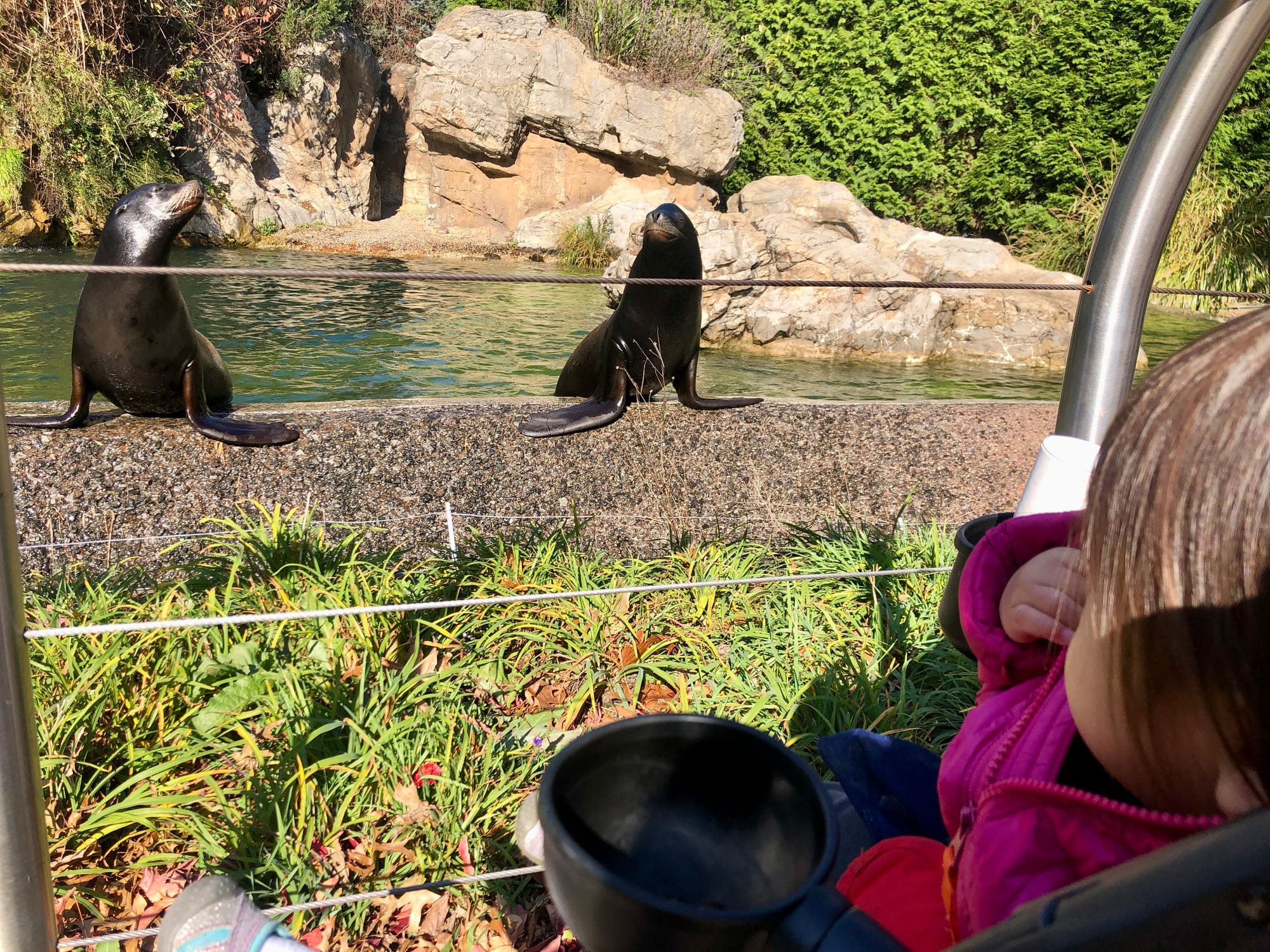 Two sea lions come up to say hello at Queens Zoo, baby in stroller in foreground watching